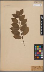 Foto von Salix caprea L.